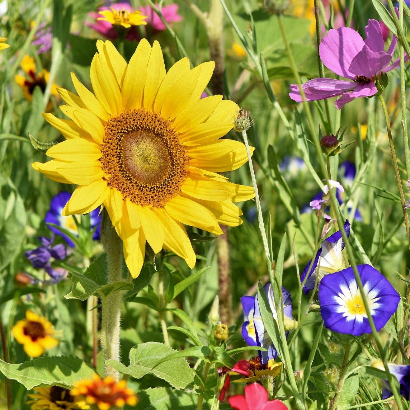 Assorted Annual Flowers