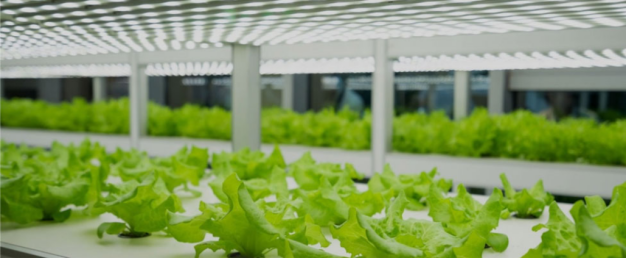 the most economic grow lights to match for the lettuce plant