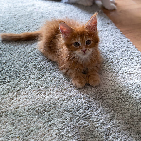An adorable kitten sits on a cream matace carpet and it looks very comfortable!