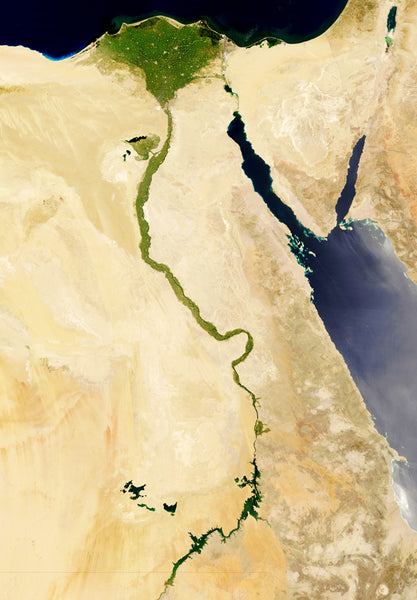 El algodón de Levante, es una especie de algodón que se planta en la región desértica semiárida de la cuenca del Nilo en Egipto.