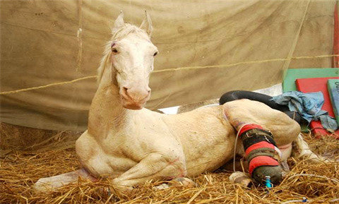 Four cases of terrific 3D printing technology | 3D Printed Prostheses horse