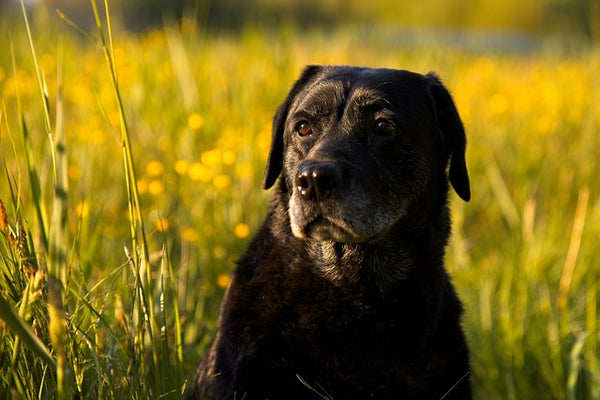Labrador