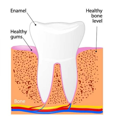 Healthy bone level, enamel and healthy gums. | Cheeeese