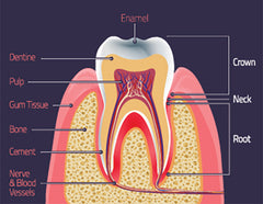 Oralcheeeese | Enamel plays an essential role in daily teeth protection from decay. Use oralcheeeese sonic electric toothbrush to protect enamel.