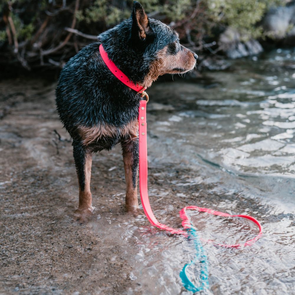 Biothane Dog Leashes (Pink - Reflective)