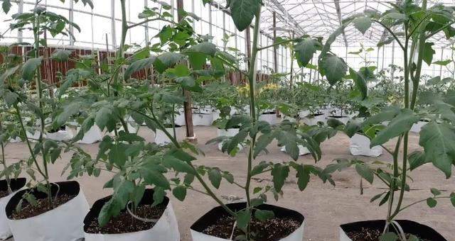 How to water and fertilize tomatoes in growth bags? Yes, it's easier than soil planting.