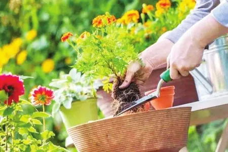 Gardening product knowledge essentials
