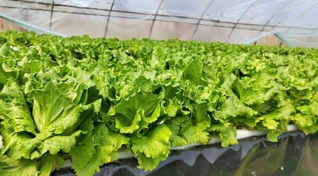 Do you always grow well with hydroponic vegetables Share 3 tips for high yield, suitable for home planting in gardening