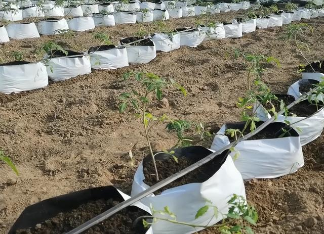 How to water and fertilize vegetables in growth bags? Do these 2 points better, which has advantages over soil planting