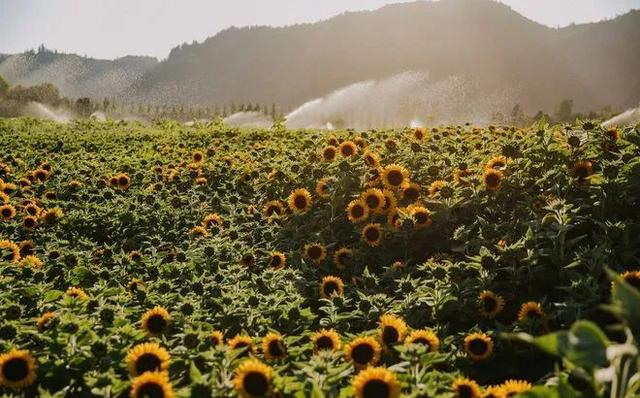 Sunflower Flowers moving towards the sun? Actually, the stem is moving. Why is it facing east when it's ripe?