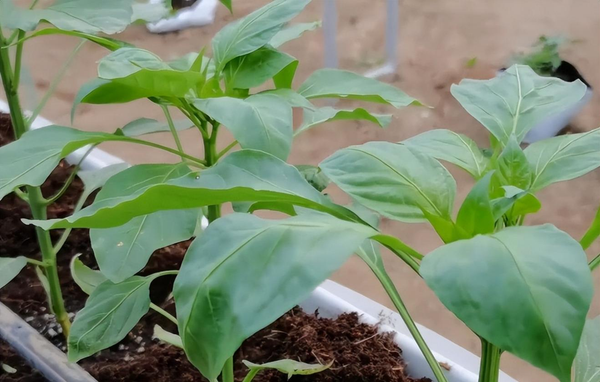 Too much trouble in the shed Instead of soilless cultivation, the yield of vegetables is high and there is no repetition in gardening