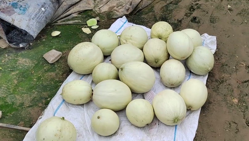 Improper management of water and fertilizer, no wonder the melon is not sweet, the correct fertilization method of melon should be known in gardening