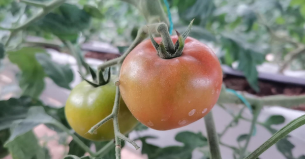 If you don't want tomatoes to grow badly and have few results, it's crucial to learn to control their growth. It varies from season to season in gardening