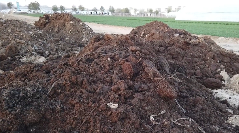 After cow dung treatment, it can be used as the cultivation substrate, which saves money and worry. Farmers are using this method in gardening