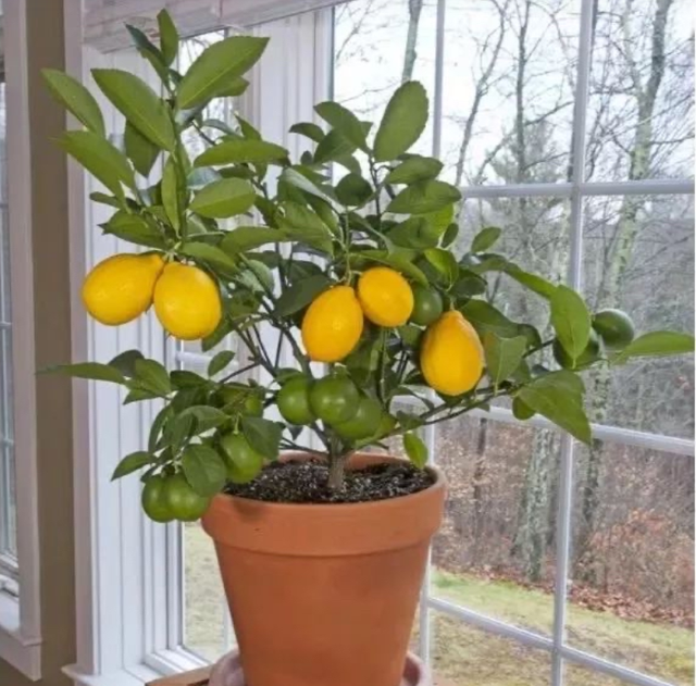 How do families grow lemon? Teach you 2 tricks, the fruit is tired, the tree shape is beautiful and lush