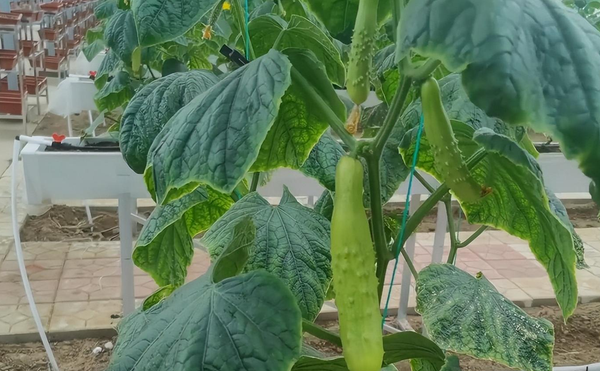 Do not want to lack fertilizer bend melon more, cucumber melon filling period how to fertilize? The right way to know it in gardening.