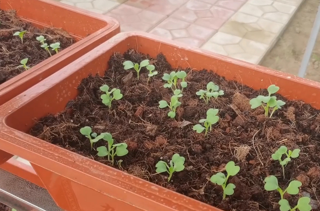 Spring planting tips for gardening, add one more step before sowing, spread the seeds evenly, and the seedlings are neat