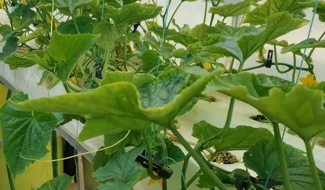 Do not want cucumber pests and diseases to become more and more serious, it is necessary to prevent after planting, pay attention to summer in gardening