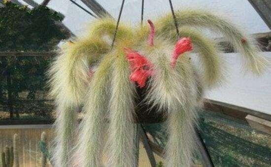 The monkey tail column in the cactus, the nine-tailed fox in the succulent world, is not only easy to raise, blossom but also very beautiful in gardening