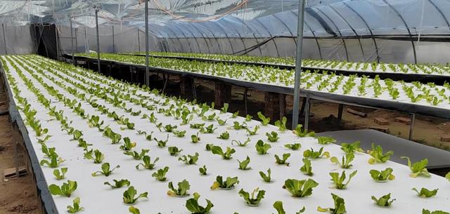 Hydroponic culture is different from substrate culture. If you want to save money and labor, don't choose the wrong one to plant melons, fruits and vegetables in gardening