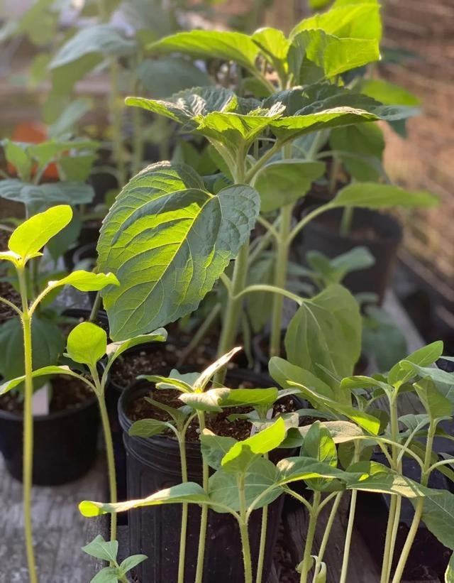 Sunflower Flowers moving towards the sun? Actually, the stem is moving. Why is it facing east when it's ripe?