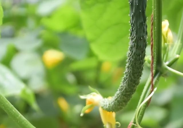 What about melons and deformed melons Grow cucumbers, pumpkins, just do 4 points can solve in gardening
