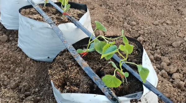 Watering and humidifying but hurting the root Planting melons and fruits in summer, common watering mistakes in gardening, don't do it