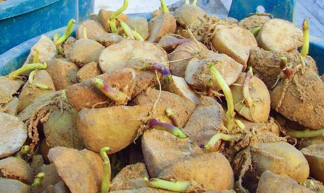 Potato planting method is so simple, just 4 steps, quickly collect for gardening