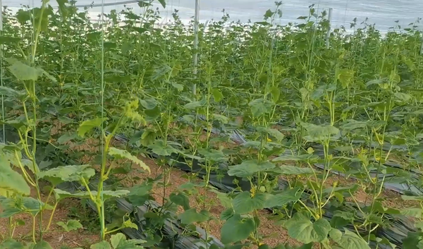 Vegetables are always weak in root and low in yield Just do one more thing after planting, strong roots can also promote growth in gardening