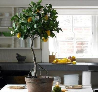 How do families grow lemon? Teach you 2 tricks, the fruit is tired, the tree shape is beautiful and lush