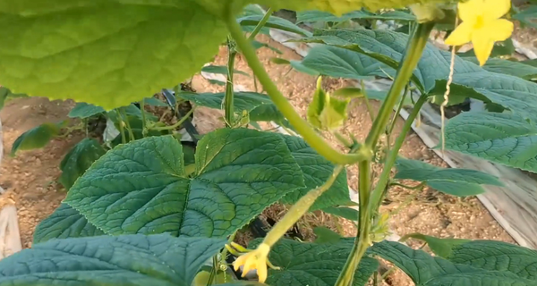 Do not want to lack fertilizer bend melon more, cucumber melon filling period how to fertilize? The right way to know it in gardening.