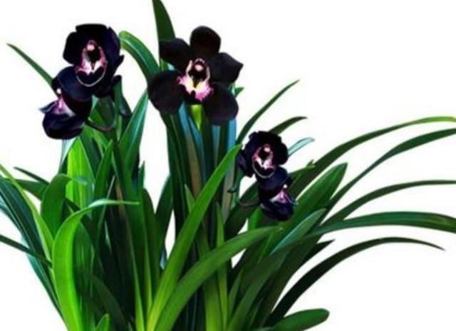 This "mysterious" orchid is elegant, stylish, high-grade, and can be maintained by novices