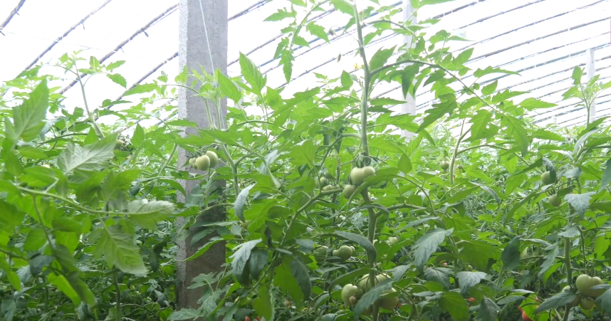 If you don't want tomatoes to grow badly and have few results, it's crucial to learn to control their growth. It varies from season to season in gardening