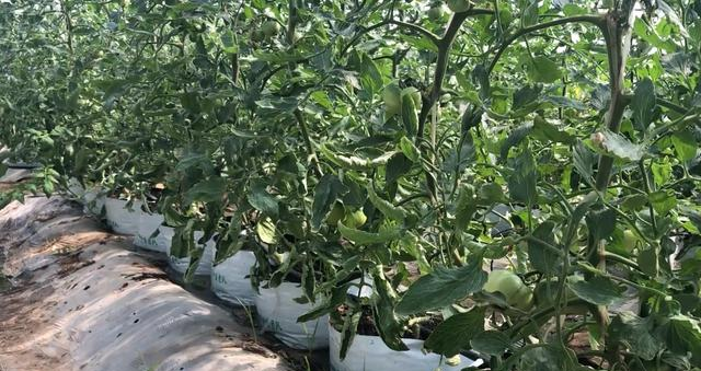 Low-cost soilless cultivation, vegetables are planted in growth bags, very convenient