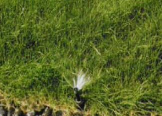 Discussion of different forms of three-dimensional greening and their irrigation methods in gardening