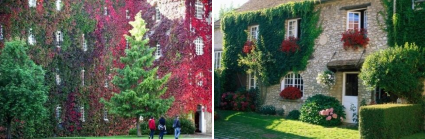 Discussion of different forms of three-dimensional greening and their irrigation methods in gardening