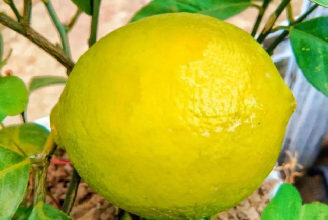How do families grow lemon? Teach you 2 tricks, the fruit is tired, the tree shape is beautiful and lush