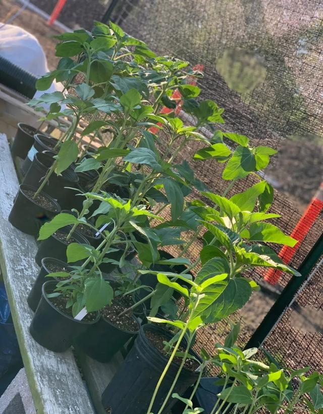 Sunflower Flowers moving towards the sun? Actually, the stem is moving. Why is it facing east when it's ripe?