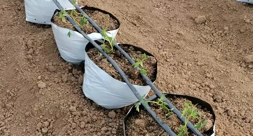 How can farmers water soilless seedlings Pay attention to 2 points, slow seedlings, fast growth in gardening