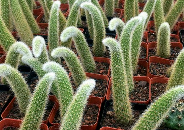 The monkey tail column in the cactus, the nine-tailed fox in the succulent world, is not only easy to raise, blossom but also very beautiful in gardening