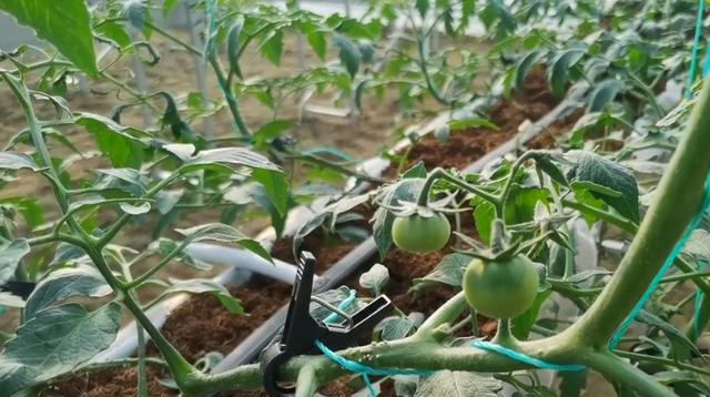 Vegetable soilless cultivation is very popular, what are the advantages After the comparison, it is obvious