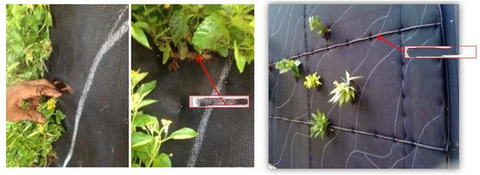 Discussion of different forms of three-dimensional greening and their irrigation methods in gardening