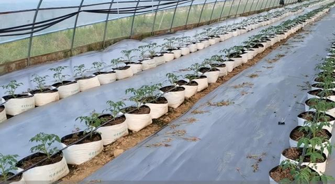 Cheap and durable planting bags, suitable for growing melons and vegetables. One bag can plant two, which is very convenient.