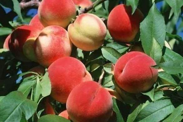 Eating peaches in summer is good. Can diabetics eat them? Reminder: Eat less or three kinds of fruits.