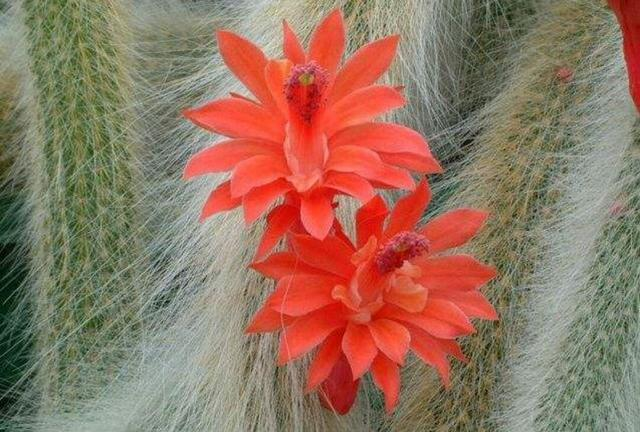 The monkey tail column in the cactus, the nine-tailed fox in the succulent world, is not only easy to raise, blossom but also very beautiful in gardening
