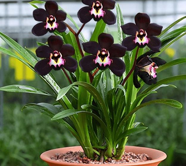 This "mysterious" orchid is elegant, stylish, high-grade, and can be maintained by novices