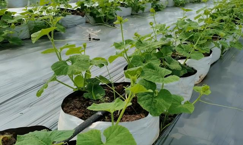 Cheap and durable planting bags, suitable for growing melons and vegetables. One bag can plant two, which is very convenient.
