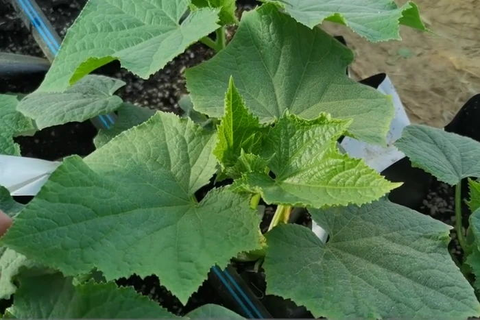Master 3 skills, vegetables planted in growth bags, the same high yield, and very simple