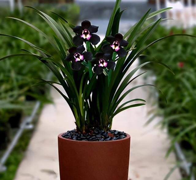 This "mysterious" orchid is elegant, stylish, high-grade, and can be maintained by novices