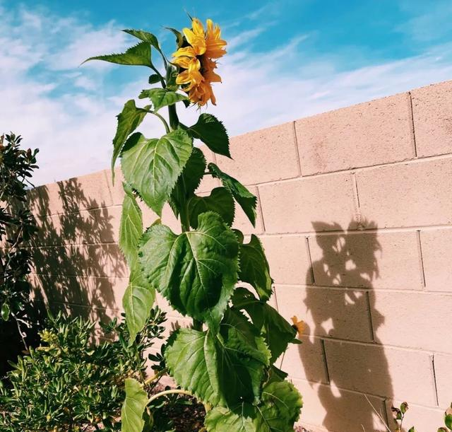 Sunflower Flowers moving towards the sun? Actually, the stem is moving. Why is it facing east when it's ripe?